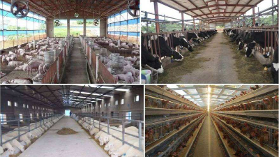 成都凯发线上官方网站下载网址
：畜牧养殖场安装视频监控方案