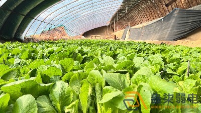 大棚蔬菜如何选择的凯发线上官方网站下载网址
设备？